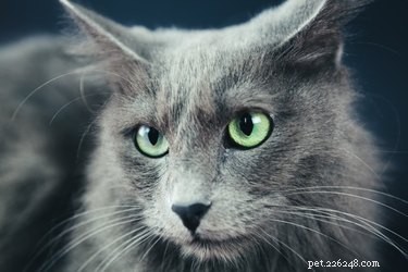 Spotting a Nebelung: Key Traits & Identification Guide
