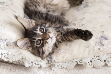 Spotting a Maine Coon: Key Traits and Identification Tips