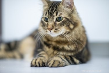 How to Buy a Norwegian Forest Cat from a Reputable Breeder
