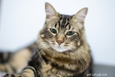 How to Buy a Norwegian Forest Cat from a Reputable Breeder