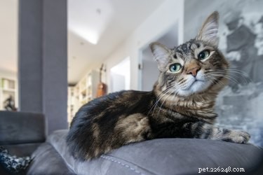 How to Buy a Norwegian Forest Cat from a Reputable Breeder