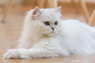 How to Identify a Persian Cat: Key Traits & Rich History