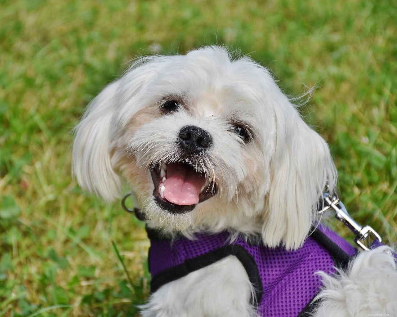 Maltese Dog: Elegant Toy Breed with Loyal Charm