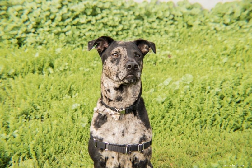 Catahoula Leopard Dog: 22–24″ Height, 50–95 lbs, Loyal & Active Family Companion