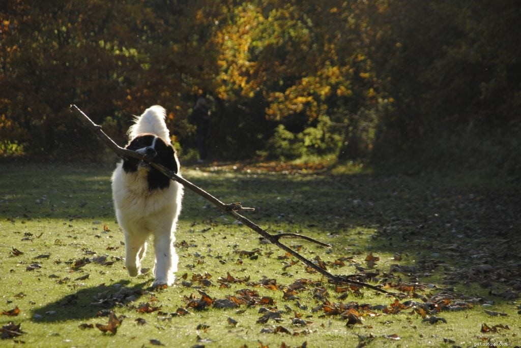 Landseer Dog: The Gentle, Loyal Guardian for Families