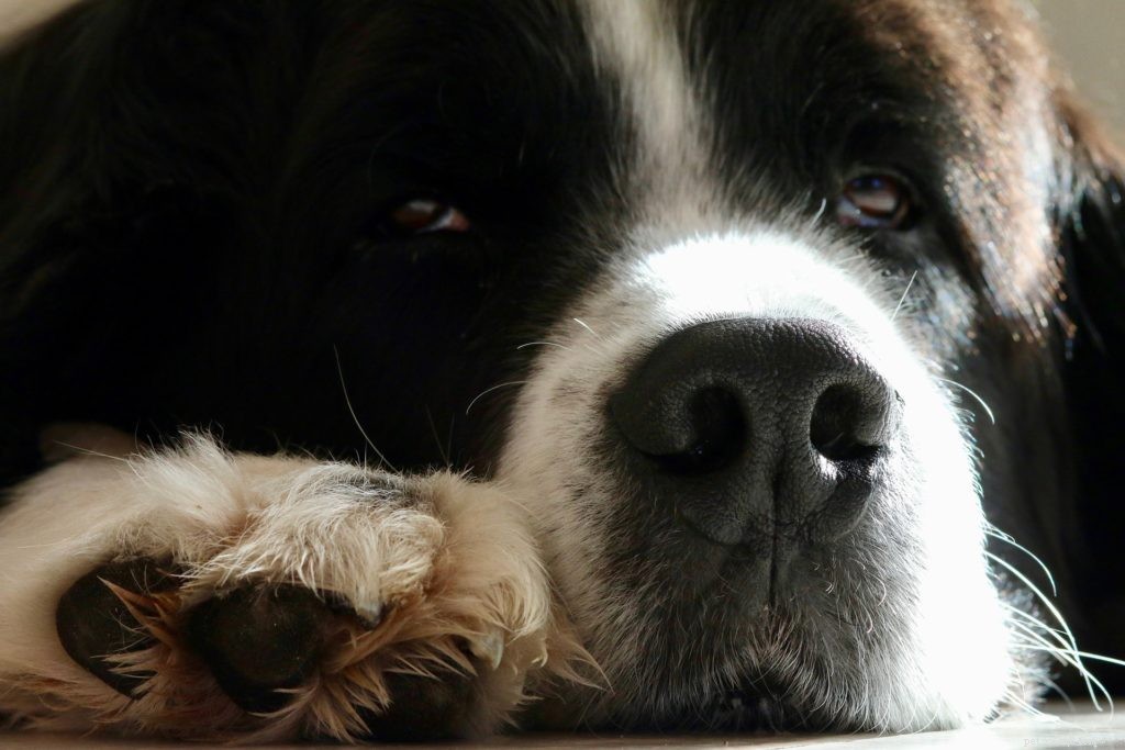 Landseer Dog: The Gentle, Loyal Guardian for Families