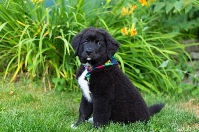 Labernese: The Friendly & Robust Labrador‑Burmese Mountain Dog Mix