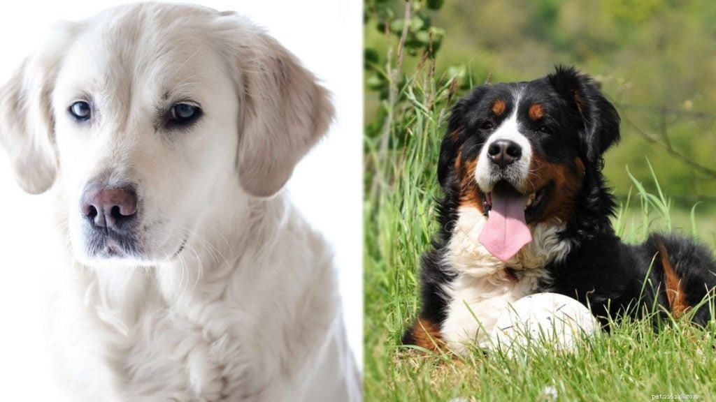 Labernese: The Friendly & Robust Labrador‑Burmese Mountain Dog Mix