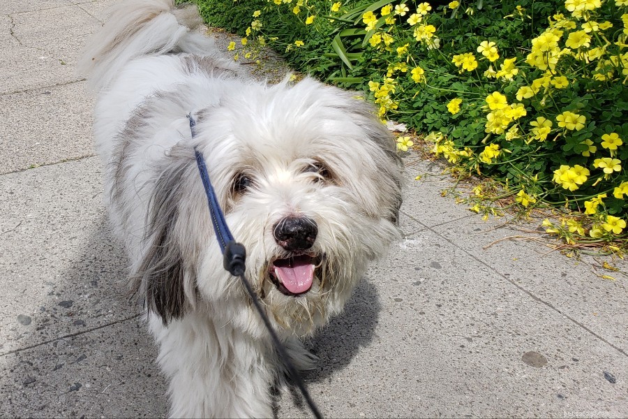Kimola: The Charming American Eskimo/Lhasa Apso Mix – Size, Care & Family Compatibility