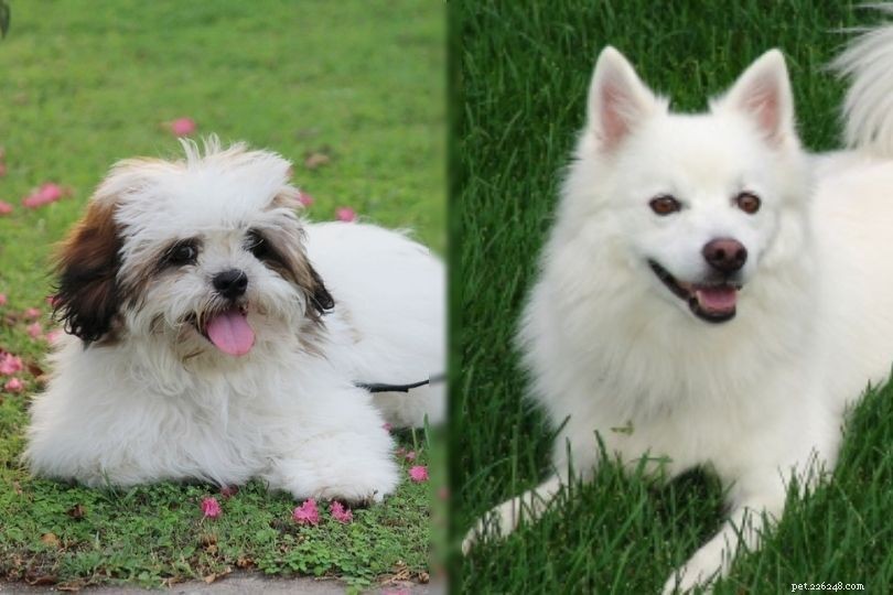 Kimola: The Charming American Eskimo/Lhasa Apso Mix – Size, Care & Family Compatibility
