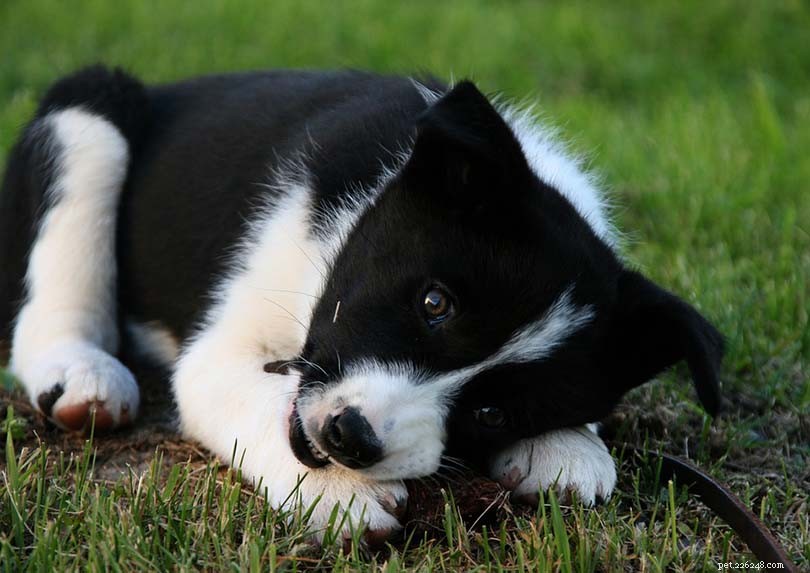 Karelian Bear Dog: Loyal, Active Hunting Companion