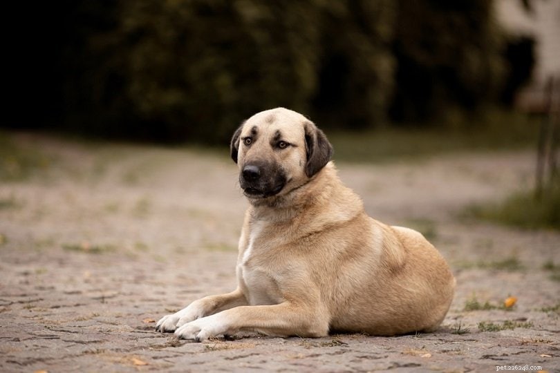 Kangal Dog – The Majestic Turkish Shepherd