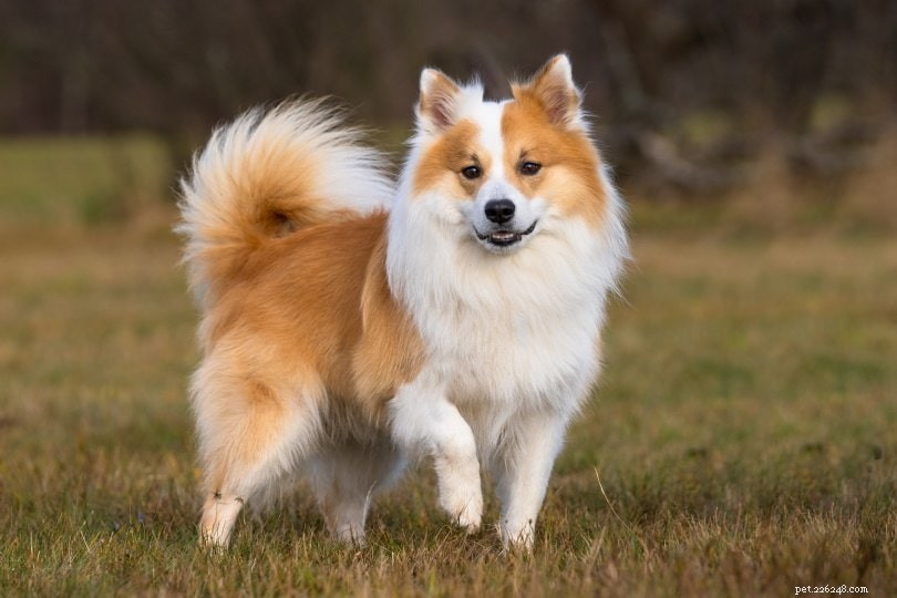 Icelandic Sheepdog: Loyal, Playful Companion for Active Families