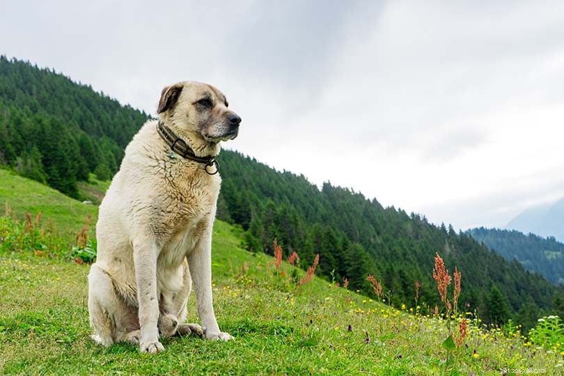 Kangal Dog – The Majestic Turkish Shepherd