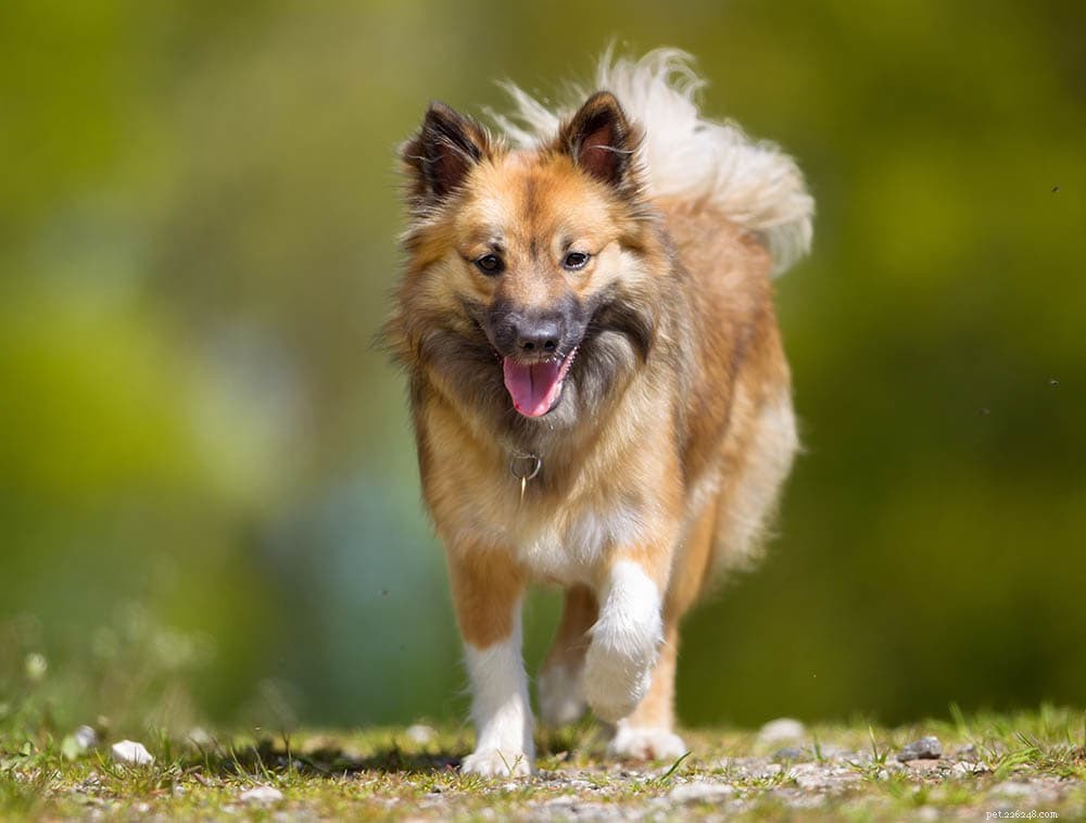 Icelandic Sheepdog: Loyal, Playful Companion for Active Families