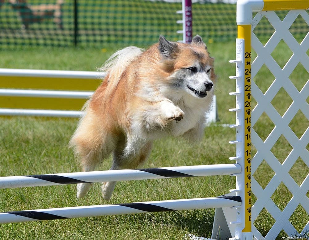 Icelandic Sheepdog: Loyal, Playful Companion for Active Families