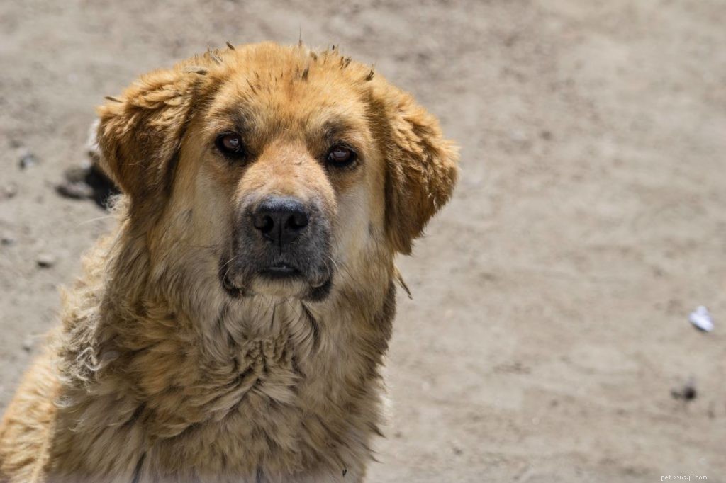 Himalayan Sheepdog: Loyal, Powerful Protector for Families
