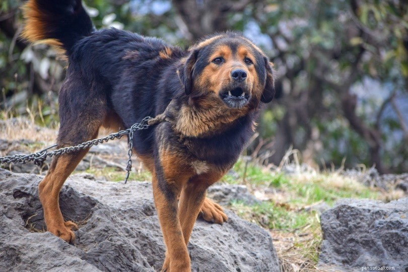 Himalayan Sheepdog: Loyal, Powerful Protector for Families