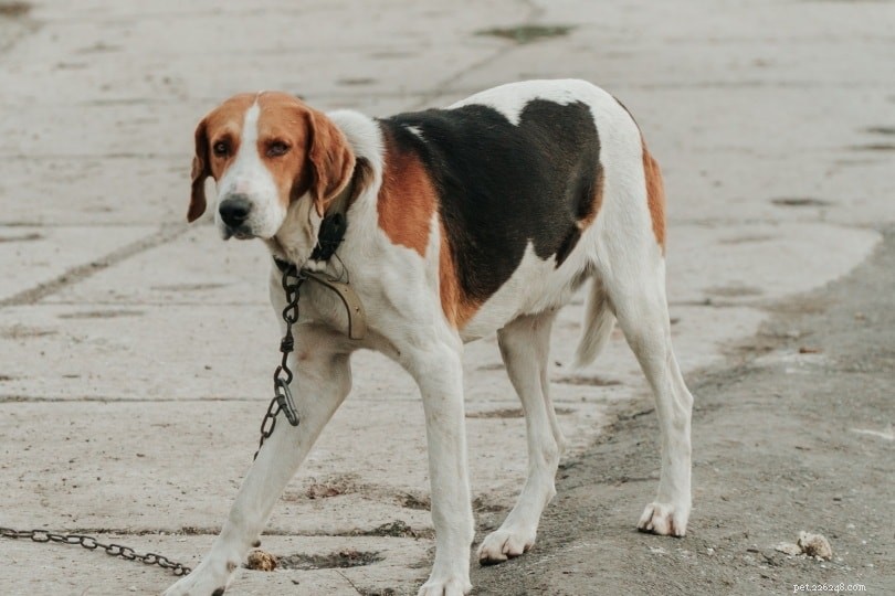 Harrier Dog: A Playful, Loyal Companion