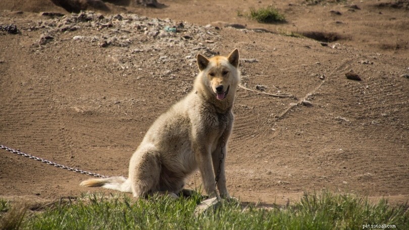 Greenland Dog: Intelligent, High-Energy Husky Breed for Active Families