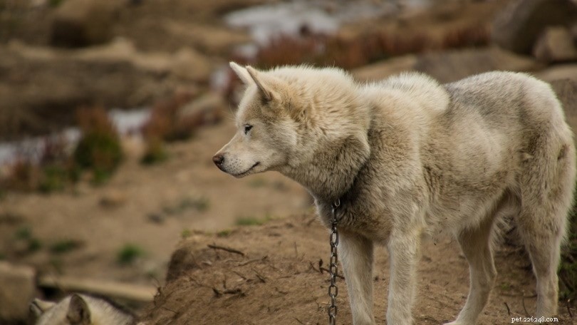 Greenland Dog: Intelligent, High-Energy Husky Breed for Active Families