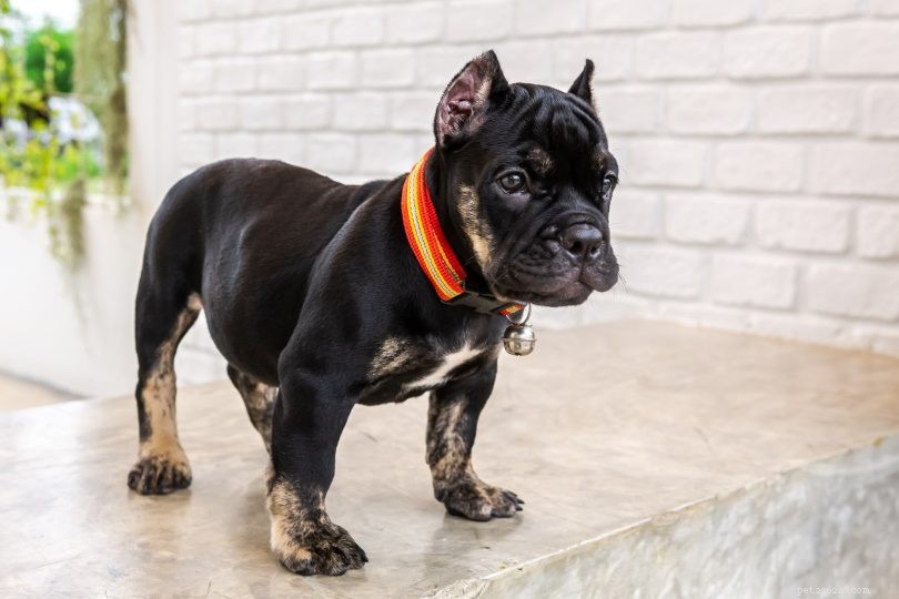 Pitbull-Bulldog Hybrid: Size, Temperament, Care & Training Guide
