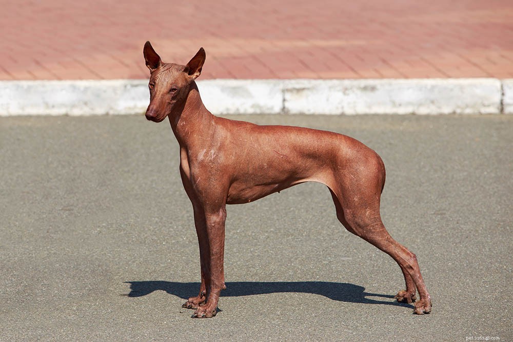 Peruvian Hairless Dog: A Loyal, Affectionate Companion in Unique Style