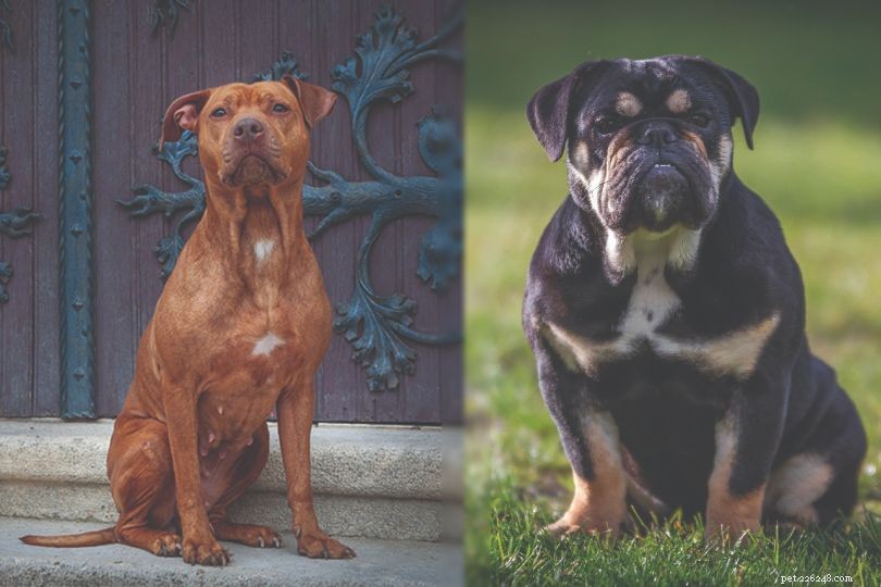 Pitbull-Bulldog Hybrid: Size, Temperament, Care & Training Guide