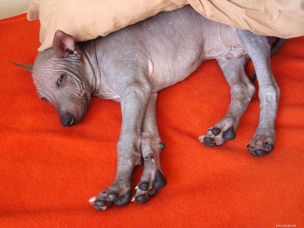 Peruvian Hairless Dog: A Loyal, Affectionate Companion in Unique Style