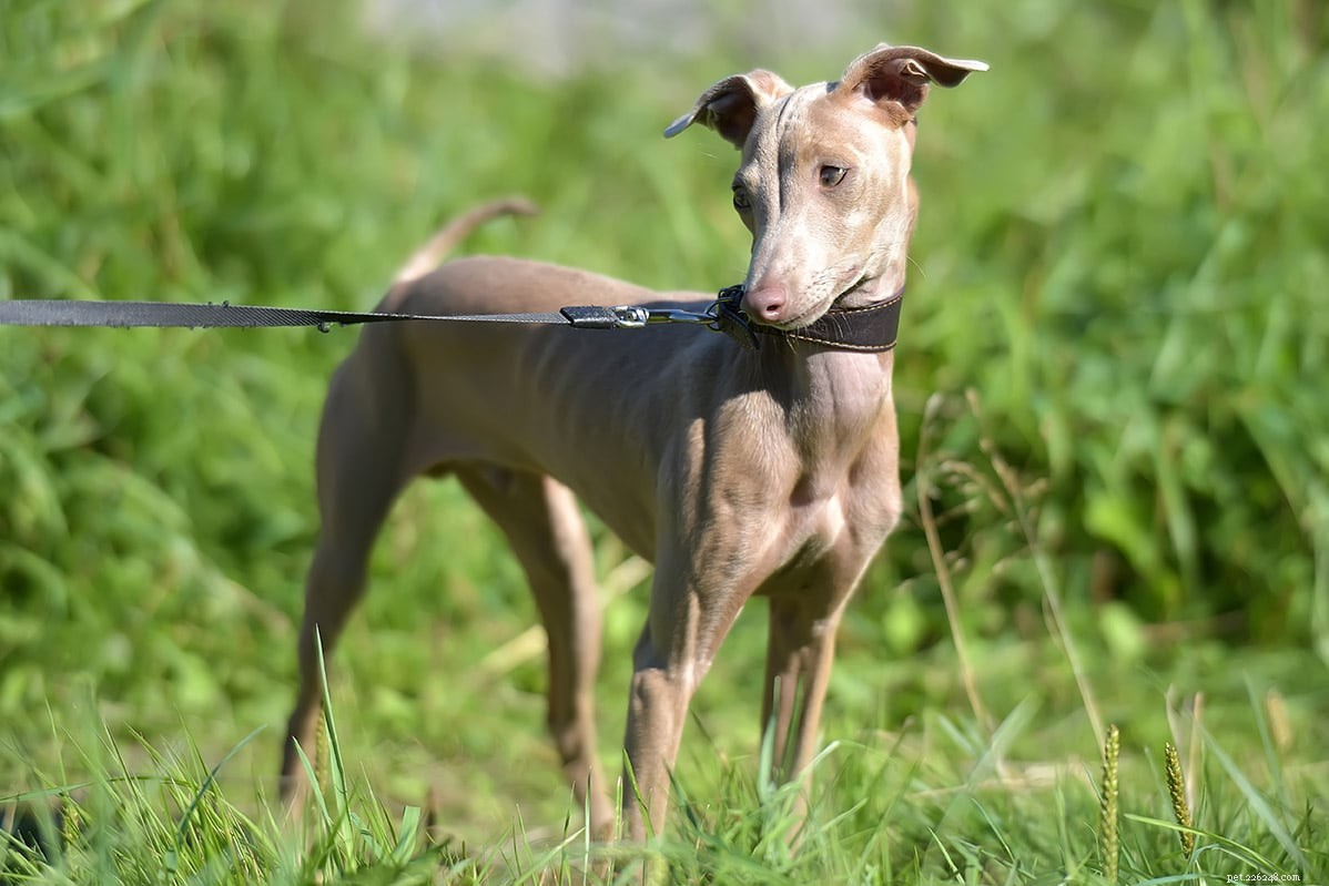 Peruvian Hairless Dog: A Loyal, Affectionate Companion in Unique Style