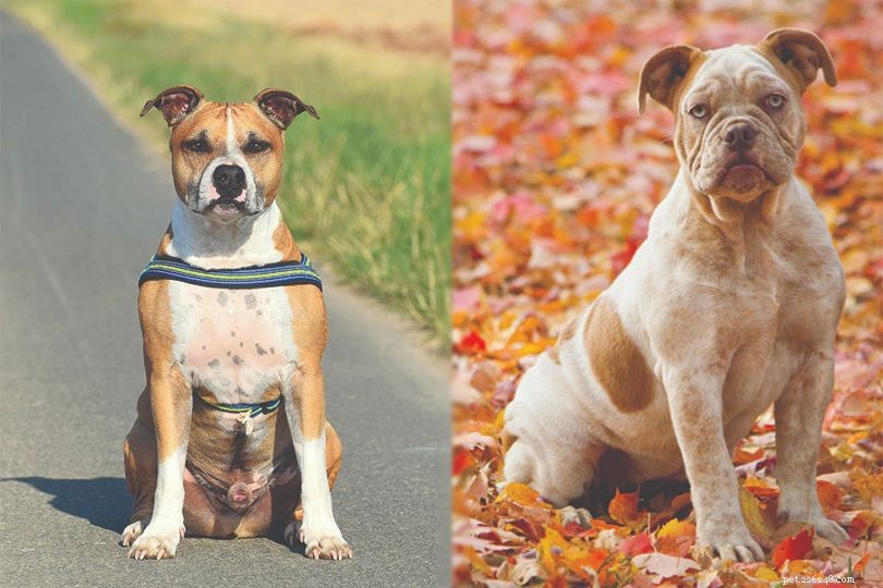 Olde Pit Bulldogge – Loyal, Energetic Companion for Experienced Owners