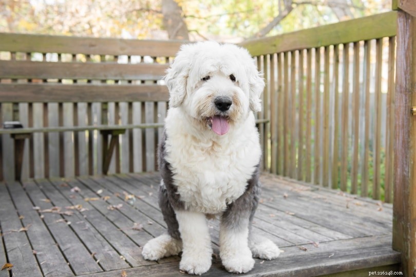 Old English Sheepdog – The Loyal, Playful Family Companion