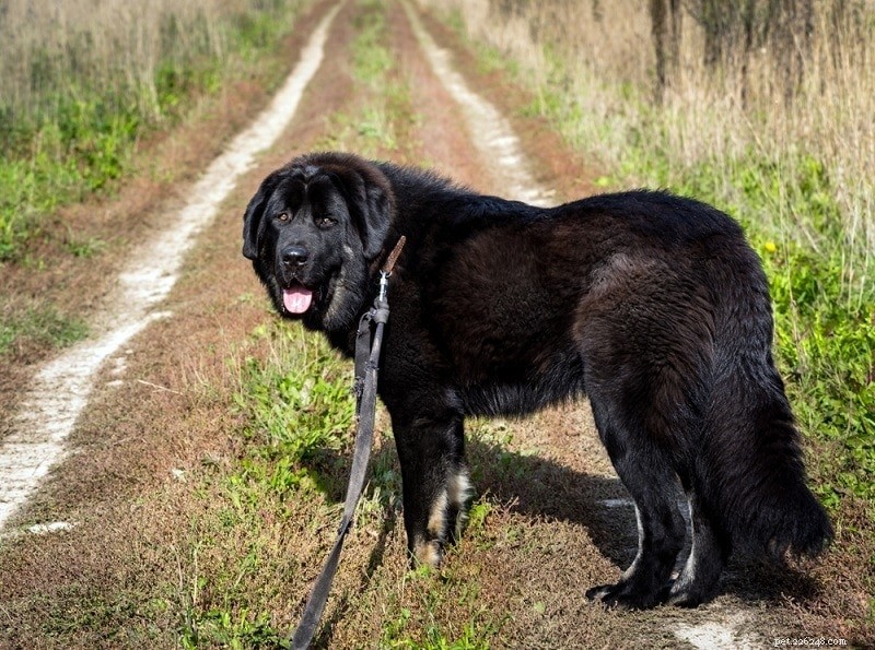 Newfoundland Dog: Loyal Companion & Fisherman s Classic
