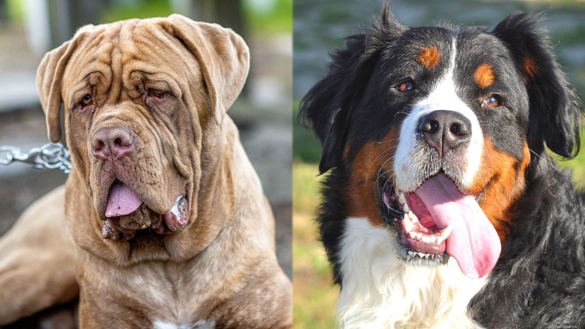 Mountain Mastiff: The Powerful Bernese-Mastiff Hybrid Dog
