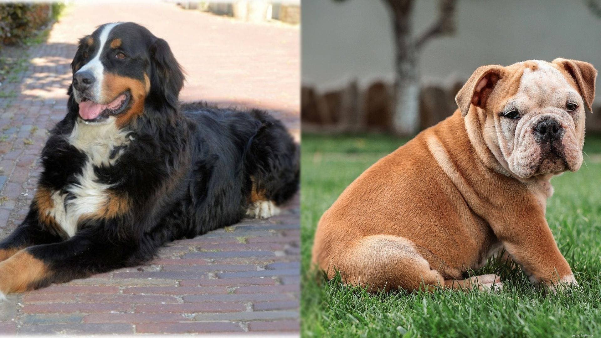 Mountain Bulldog: A Rare Bernese Mountain Dog & Bulldog Hybrid