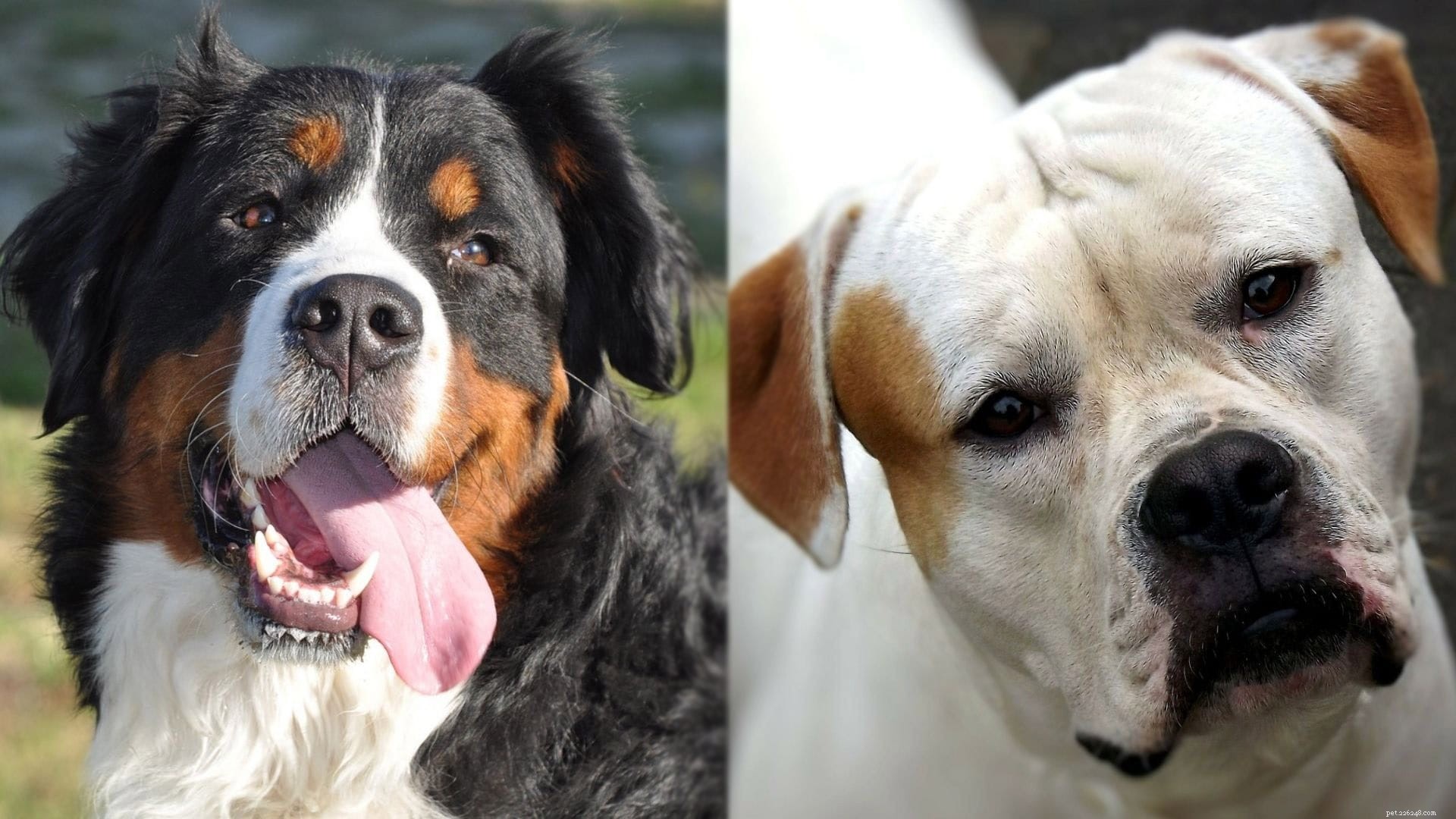Mountain Bulldog: A Rare Bernese Mountain Dog & Bulldog Hybrid