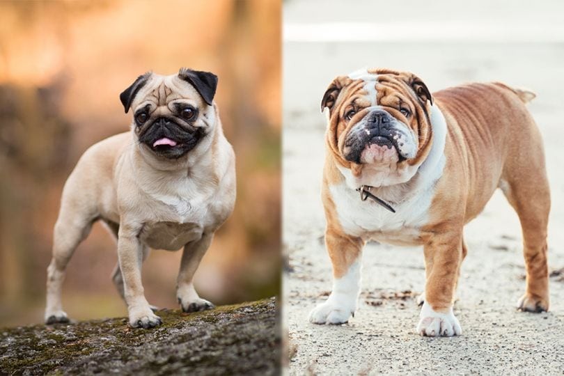 Miniature Bulldog – The Perfect Blend of Pug Charm & English Bulldog Strength