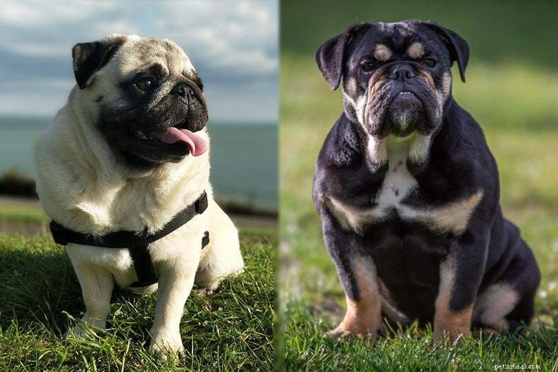 Miniature Bulldog – The Perfect Blend of Pug Charm & English Bulldog Strength