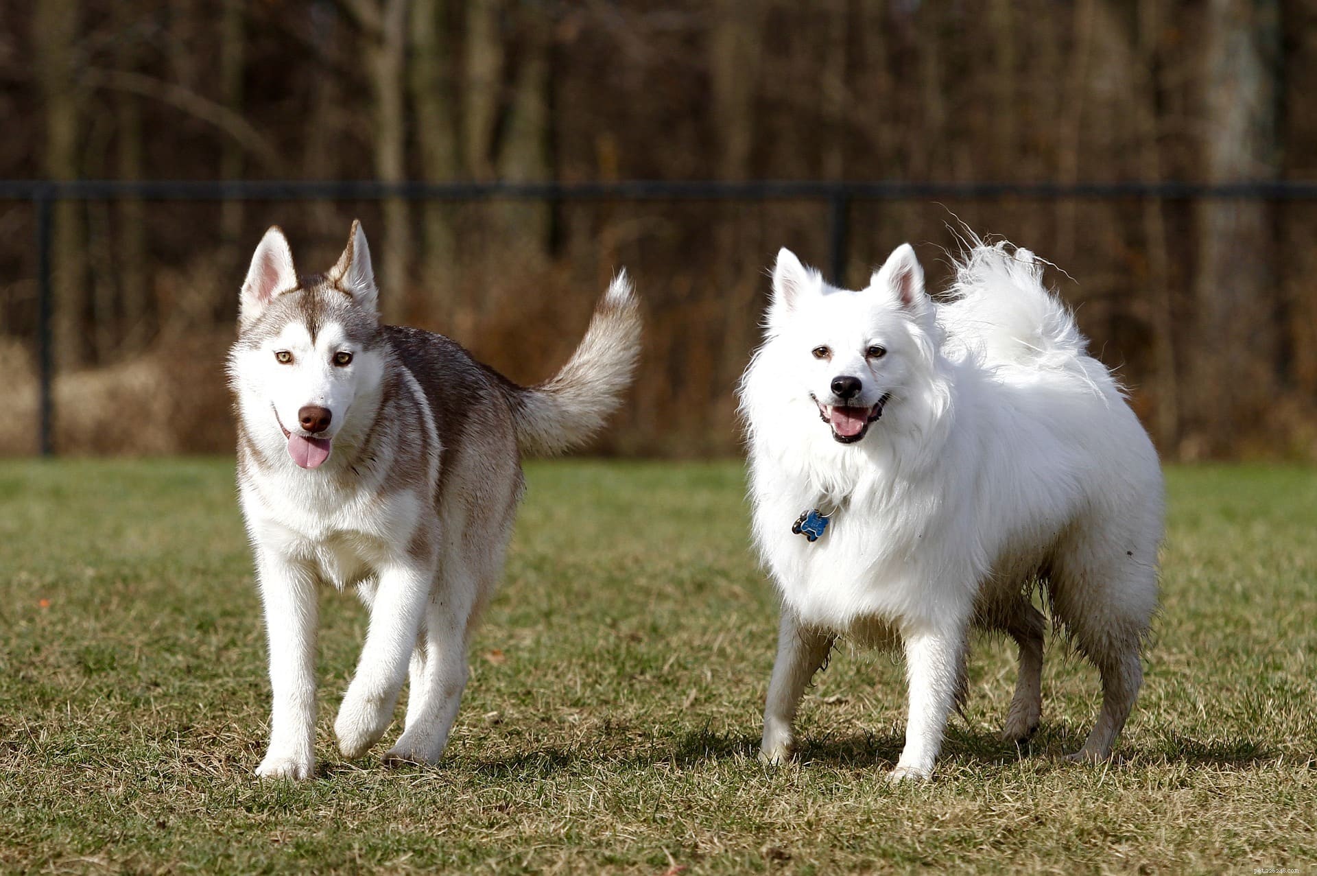 Miniature American Eskimo Dog: Loyal, Intelligent, and Ideal Family Companion
