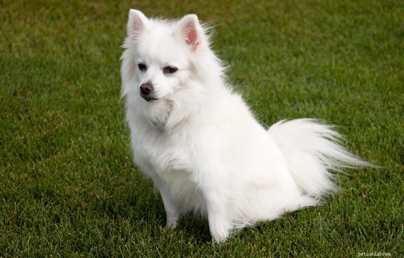 Miniature American Eskimo Dog: Loyal, Intelligent, and Ideal Family Companion