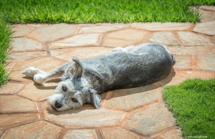 Mauzer: A Smart Miniature Schnauzer-Maltese Mix for Experienced Owners
