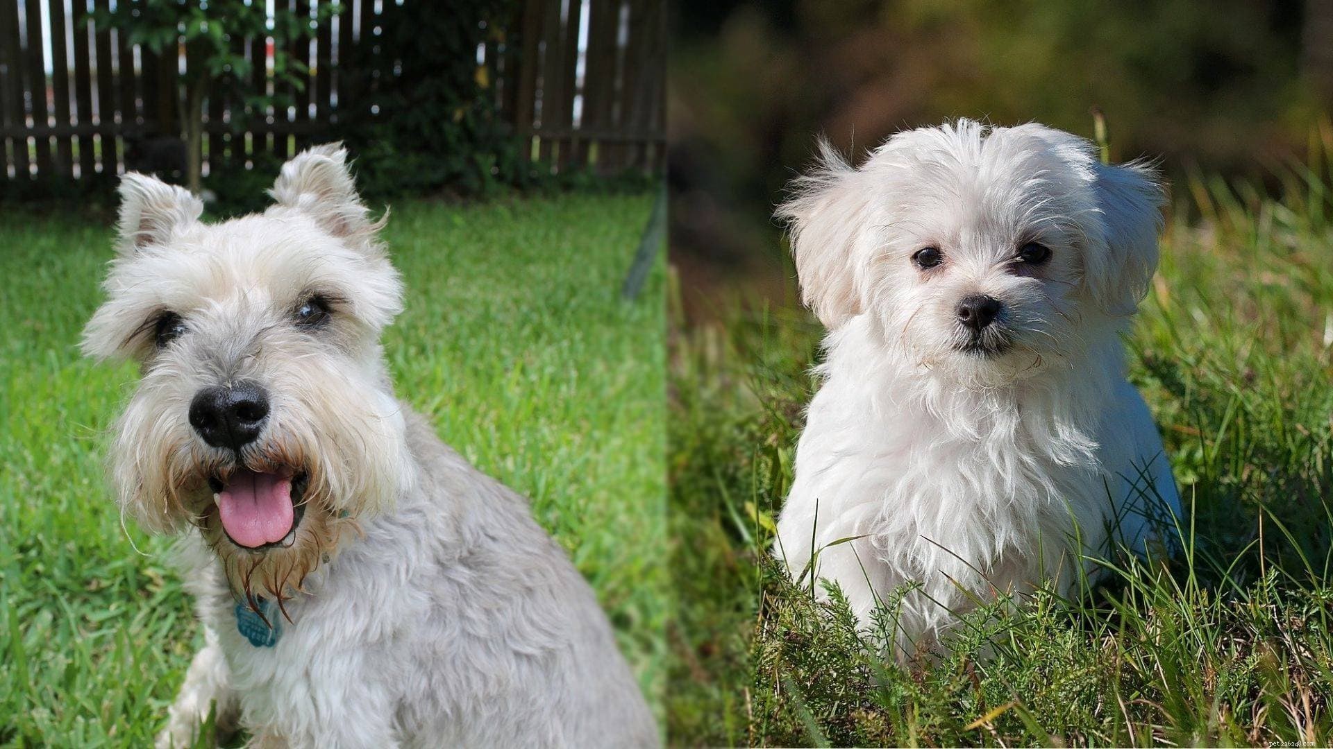Mauzer: A Smart Miniature Schnauzer-Maltese Mix for Experienced Owners