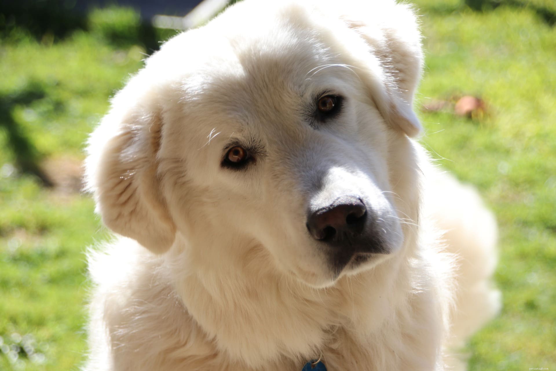 Maremma Sheepdog: Italy’s Loyal Livestock Guardian