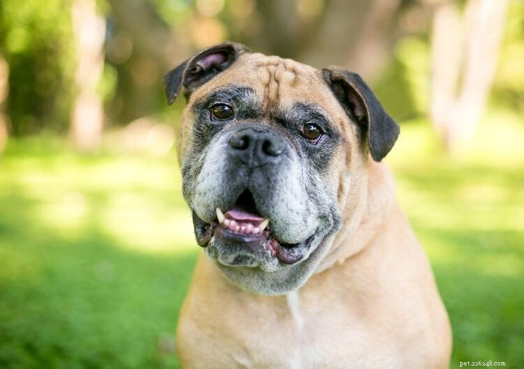 Victorian Bulldog: Loyal, Family‑Friendly Companion