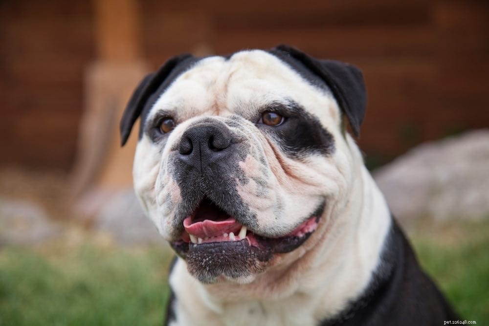 Victorian Bulldog: Loyal, Family‑Friendly Companion