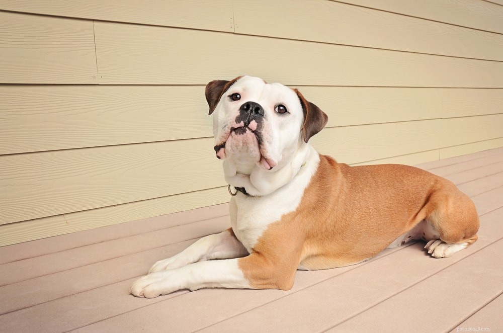 Victorian Bulldog: Loyal, Family‑Friendly Companion