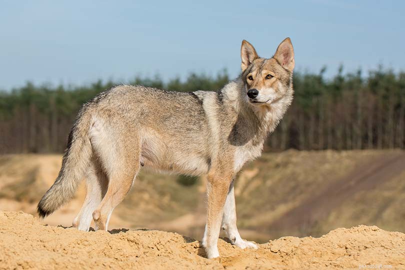 Tamaskan Dog: Rare Wolf‑like Companion for Active Families