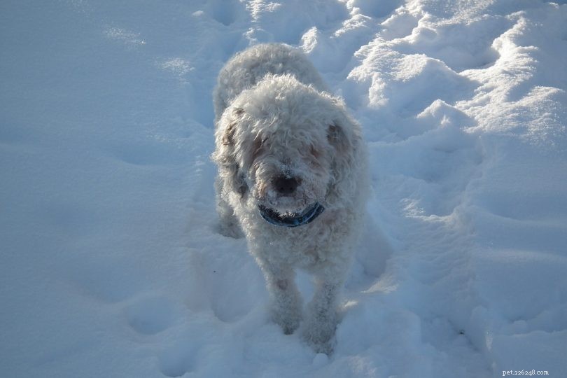 Spanish Water Dog – Loyal Retriever & Herding Companion