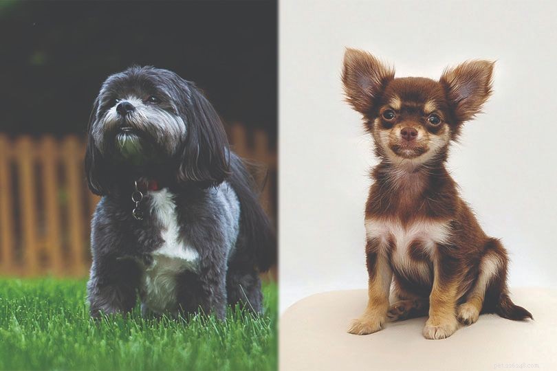 ShiChi Dog – Chihuahua & Shih‑Tzu Mix: Tiny, Playful & Apartment‑Friendly