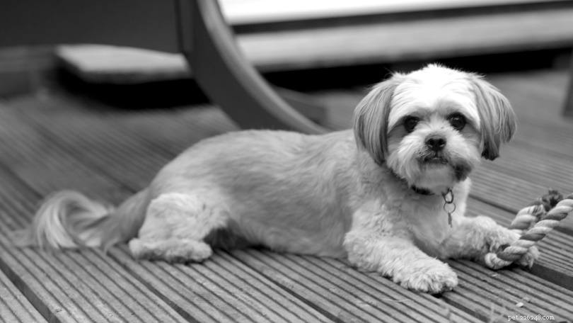 ShiChi Dog – Chihuahua & Shih‑Tzu Mix: Tiny, Playful & Apartment‑Friendly